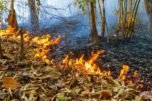 Forest fire disaster is burning caused by human