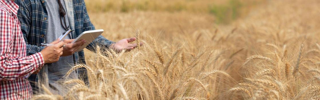 Agronomist and farmer checking data in a wheat field with a tablet and examnination crop.