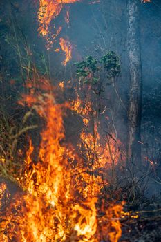 Forest fire disaster is burning caused by human