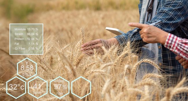 Farmer checking data in a wheat field with a tablet and examnination crop.