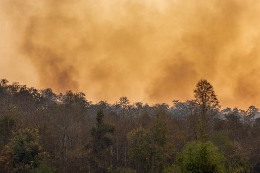 Forest fire disaster is burning caused by human