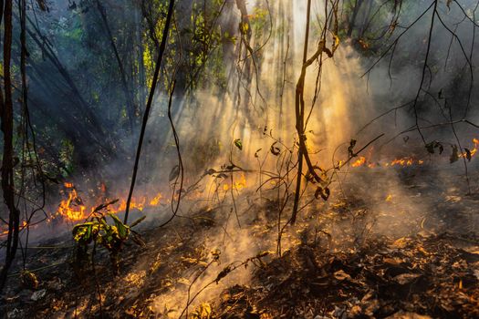 Forest fire disaster is burning caused by human