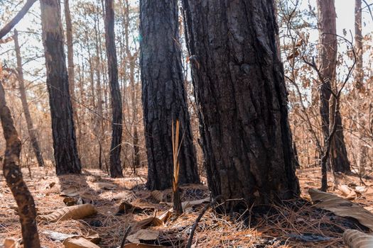 Forest after a fire . Trees that are severely damaged by fire