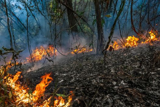 Forest fire is burning primarily as a surface fire, spreading along the ground