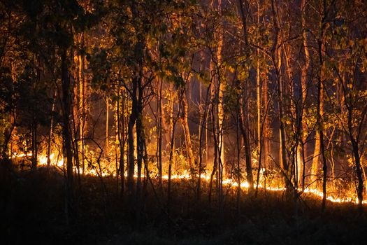 Forest fire disaster is burning caused by human