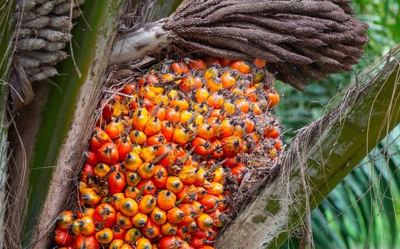 Palm fruit on the tree, tropical plant for bio diesel production