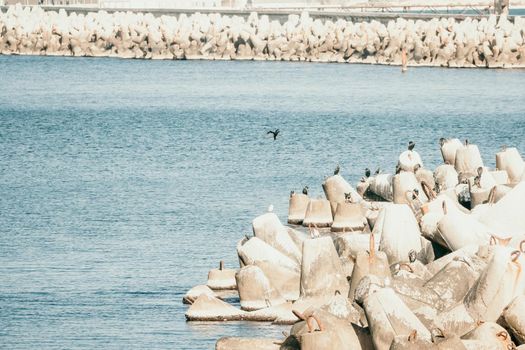 The seashore is reinforced with concrete tetrapods. Protection of the shore from blurring. Sea waves. Concrete tetrapod breakwaters lie all along the coast.