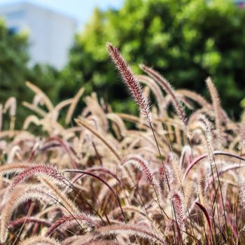 Decorative Purple Fountain Grass. Pennisetum Setaceum Rubrum. Natural background and gardening concept