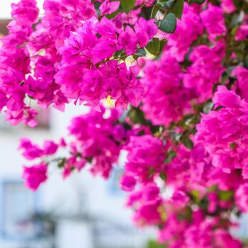 Lush bloom of pink bougainvillea. Tropical flowers background. Soft focus