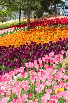 Garden with blooming  tulip flowers in spring garden