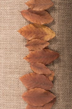 dry Autumn season leaves on linen canvas