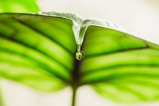 Water droplet on the tip of Alocasia leaf. Guttation is the process of removing water from the pores of plants caused by overwatering