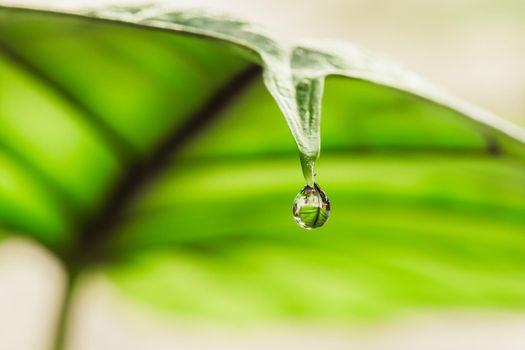 Water droplet on the tip of Alocasia leaf. Guttation is the process of removing water from the pores of plants caused by overwatering