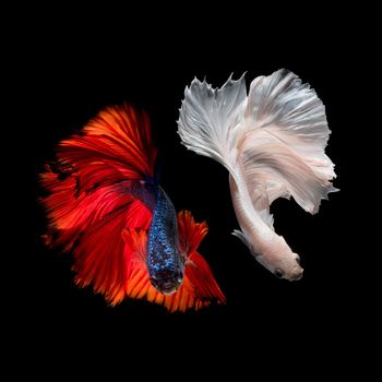 Betta fish,Siamese fighting fish in movement isolated on black background