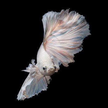 White platinum Betta fish or Siamese fighting fish in movement isolated on black background