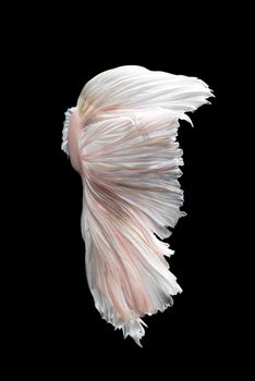 Abstract fine art fish tail of Betta fish or Siamese fighting fish isolated on black background.