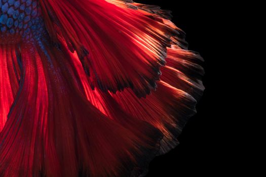 Abstract fine art of moving fish tail of Betta fish or Siamese fighting fish isolated on black background.