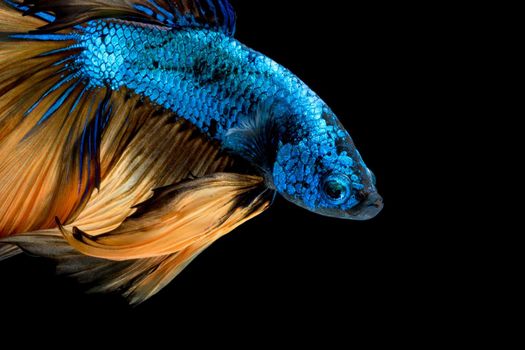 Colourful Betta fish,Siamese fighting fish in movement isolated on black background.