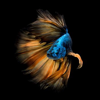 Colourful Betta fish,Siamese fighting fish in movement isolated on black background.