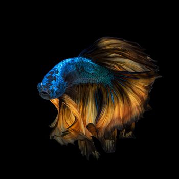 Betta fish or Siamese fighting fish in movement isolated on black background