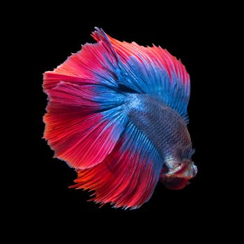 Colourful Betta fish,Siamese fighting fish in movement isolated on black background.