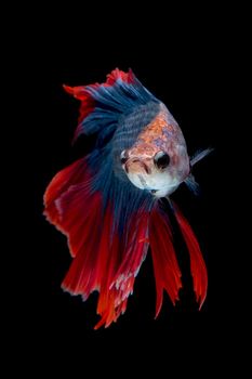 Colourful Betta fish,Siamese fighting fish in movement isolated on black background.