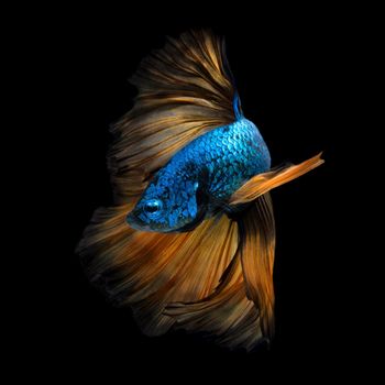 Colourful Betta fish,Siamese fighting fish in movement isolated on black background.