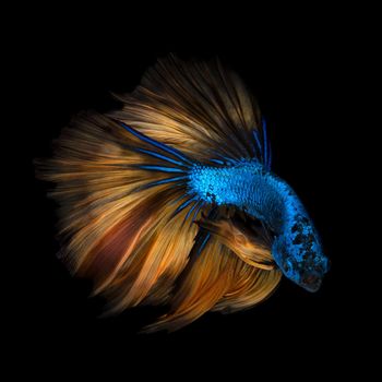 Colourful Betta fish,Siamese fighting fish in movement isolated on black background.