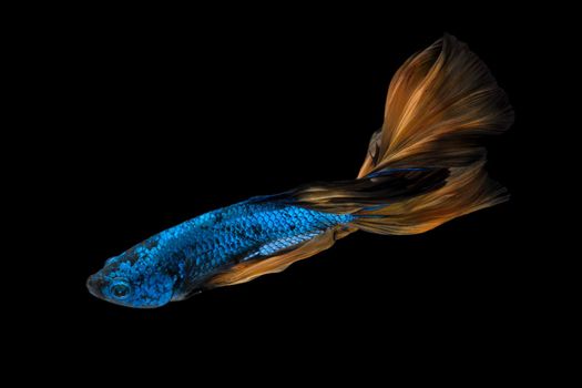 Colourful Betta fish,Siamese fighting fish in movement isolated on black background.