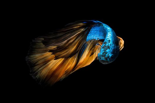 Colourful Betta fish,Siamese fighting fish in movement isolated on black background.