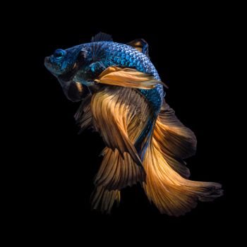 Colourful Betta fish,Siamese fighting fish in movement isolated on black background.