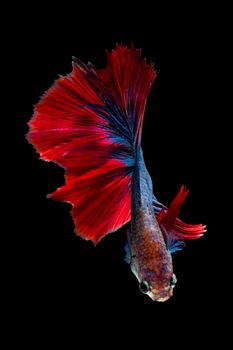 Colourful Betta fish,Siamese fighting fish in movement isolated on black background.