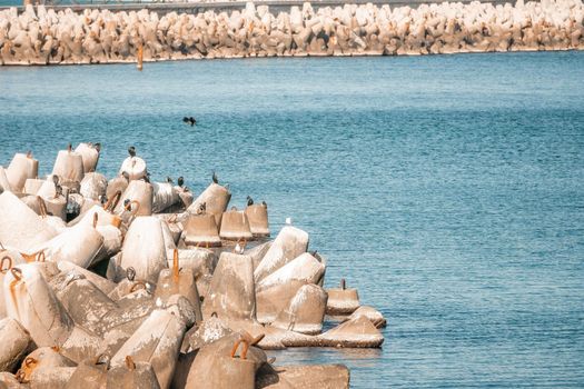The seashore is reinforced with concrete tetrapods. Protection of the shore from blurring. Sea waves. Concrete tetrapod breakwaters lie all along the coast.