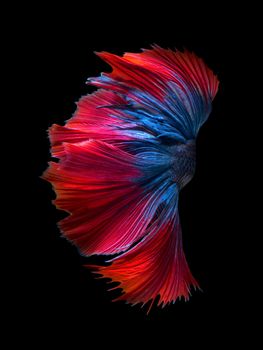 Close up art movement of Betta fish or Siamese fighting fish