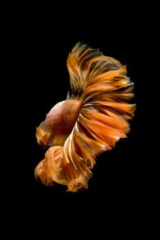 Close up of Betta fish or Siamese fighting fish in movment isolated on black background.