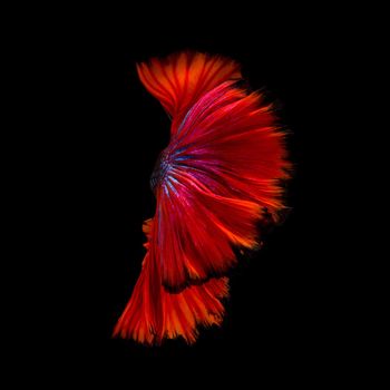 Abstract fine art of moving fish tail of Betta fish or Siamese fighting fish isolated on black background