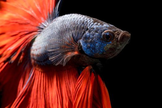 Close up of Betta fish or Siamese fighting fish isolated on black background.