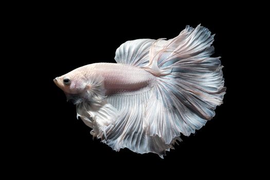 Betta fish or Siamese fighting fish in movement isolated on black background.