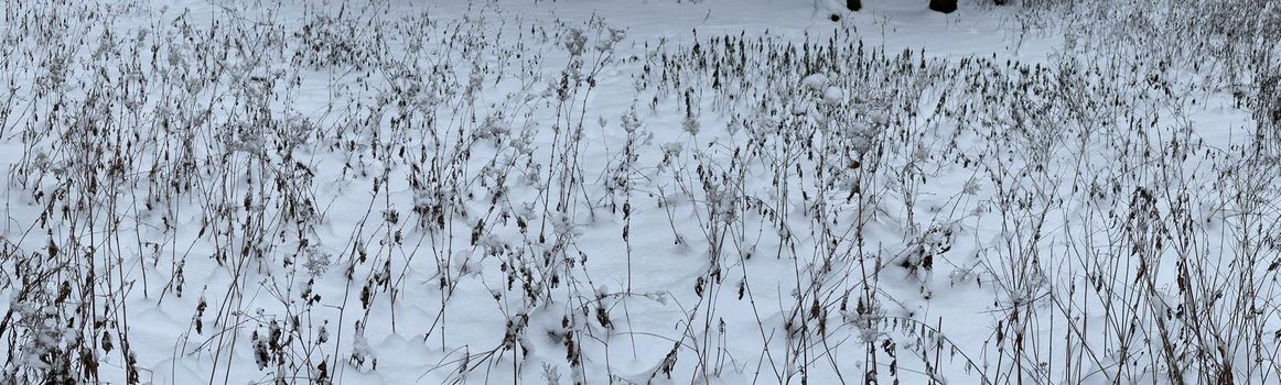 Panoramic image of snow-covered dry grass, dry stems of grass and flowers under the snow, no one in the park, peace and tranquility. High quality photo