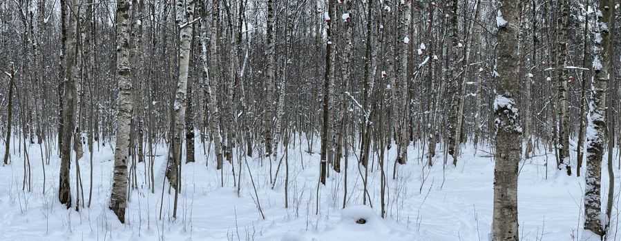 Panoramic image of snow-covered empty forest, black and white birch trunks and other trees, no one in the park, peace and tranquility. High quality photo