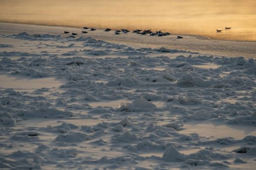 Birds on the edge of the ice covering the river on a clear frosty evening, steam on the river, orange glare during sunset. High quality photo