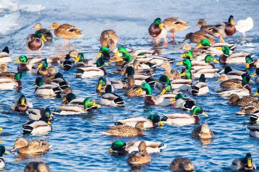 A lot of ducks males with a green head swim in the water on sunset. Ducks on a Lake or River in winter time. Drakes. Feed ducks, feeding of ducks, pink paws. High quality photo