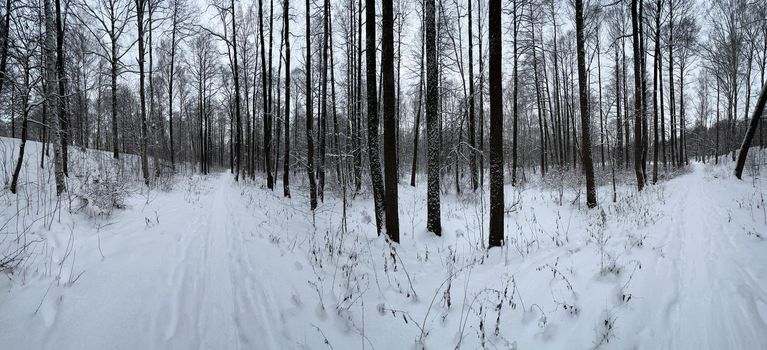 Panoramic image of snow-covered empty forest, black and white birch trunks and other trees, no one in the park, peace and tranquility. High quality photo