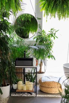 Modern stylish bathroom decorated with tropical plants, wicker decor elements, mirror and body care cosmetics. Concept of spa