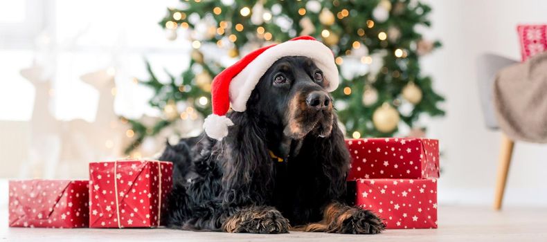 Gordon setter dog wearing Santa hat in Christmas time with gifts at home holidays portrait. Purebred pet doggy lying on floor with XMas presents and New Year lights on background