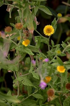 Yellow flowers, catnip, Pulicaria dysenterica, zenithal view, yellow and green colours, colourful spring vegetation.