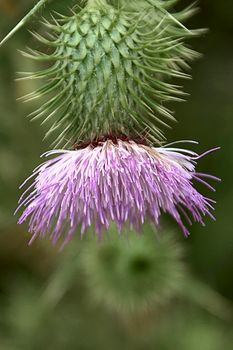 Pink and green downward-facing flower. cirsium vulgare. Thistle flower, green blurred background, macro photography, fallen petals.