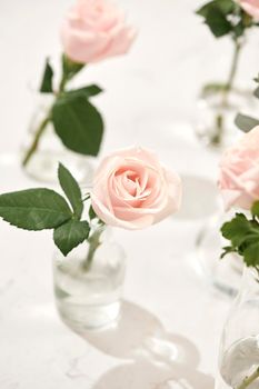 Beautiful rose flowers in vase on pink background. Greeting card for Womens day or Mothers day.