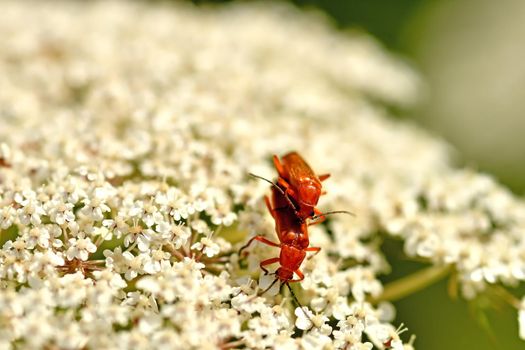 common red soldier beetle, reproduction on a flower of a wild carrot