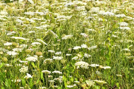meadow with a lot of wild carrot flowers